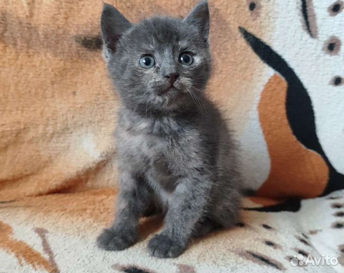 Дворовые котята в добрые руки