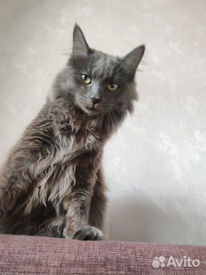 Отдам серого принца