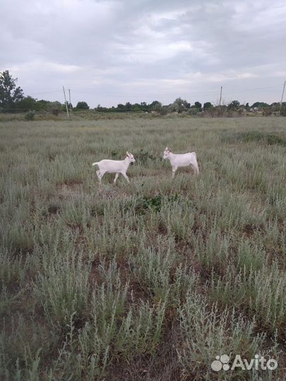 Зааненские козы дойные