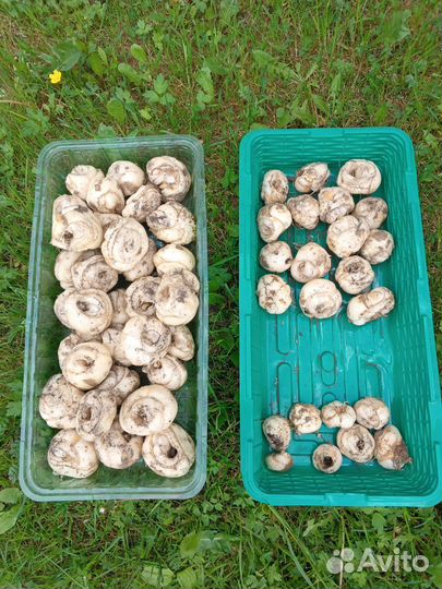 Луковицы рябчика императорского