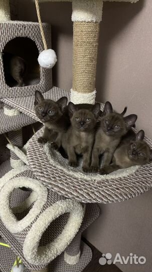 Бурманская кошка