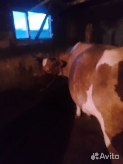 Продам дойных коров с телятами, быка