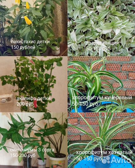 Комнатные цветы