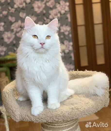 Сибирский кот