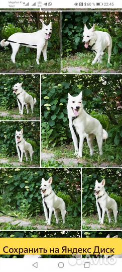 Метис швейцарской овчарки