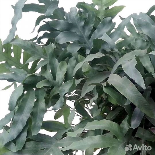 Мухоловки и папоротники