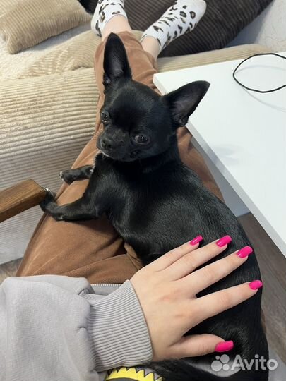 Кобель для вязки