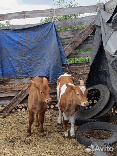 Продам телят