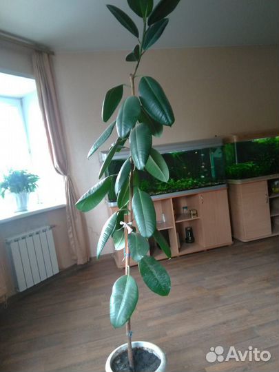 Продам комнатные цветы большой выбор