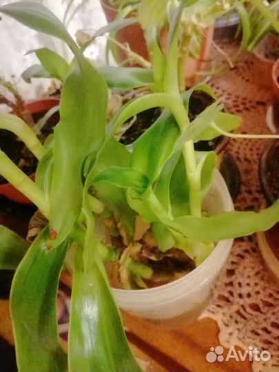 Хлорофитум кудрявый