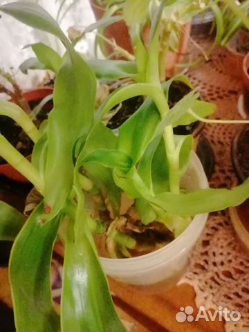 Хлорофитум кудрявый