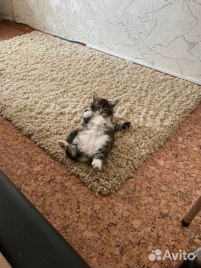 Котята мейн-кун