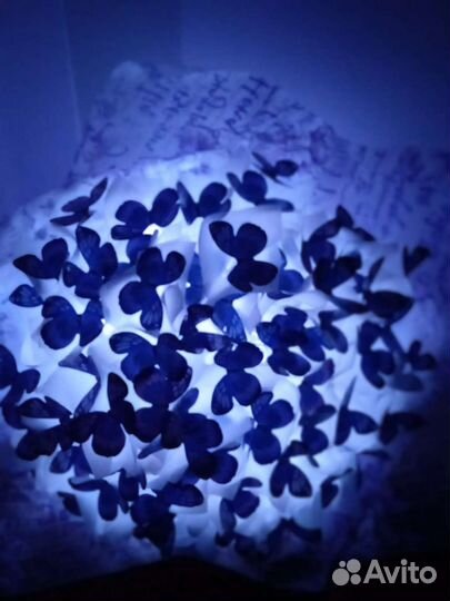 Букет из бабочек