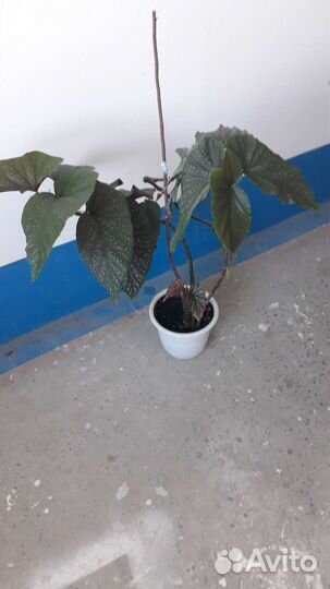 Комнатные цветы бегония