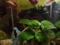 Рыбка петушок самка Супердельта