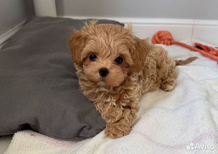 Мальтипу f1 mini