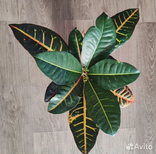 Кодиеум Кротон