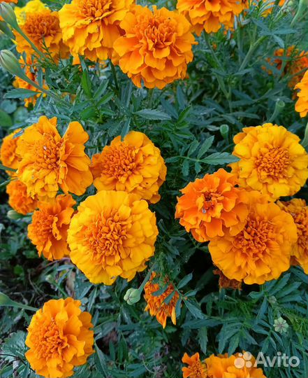 Рассада бархатцев