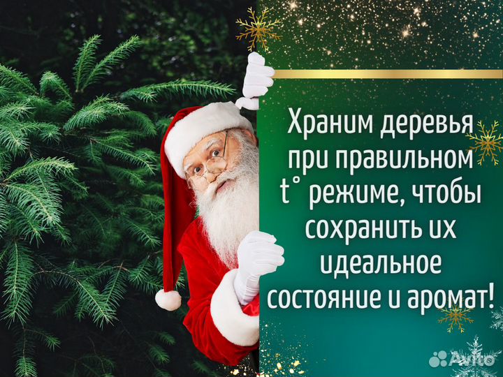 Пихта Нордмана Живые елки оптом Новогодняя