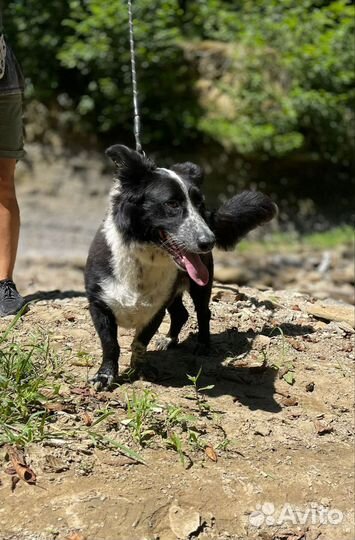 Бордер колли метис