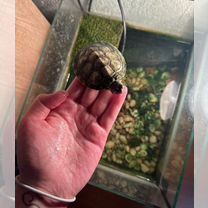 Красноухая черепаха