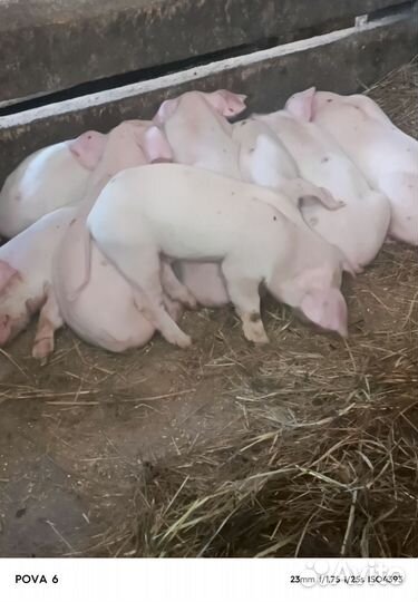 Поросята ландрас