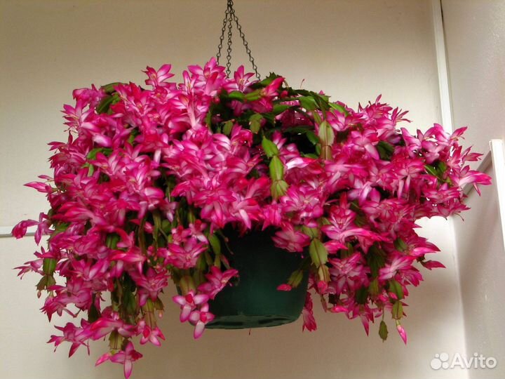 Пасхальник бакли