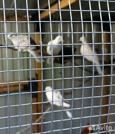 Египетские смеющиеся горлицы