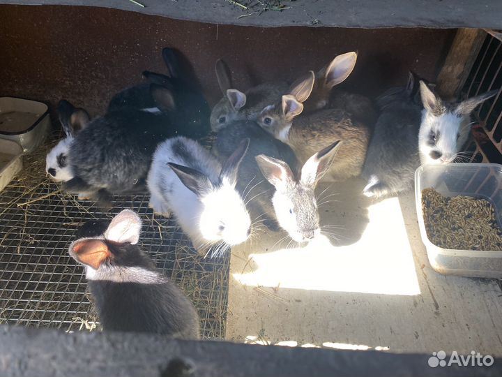 Крольчата