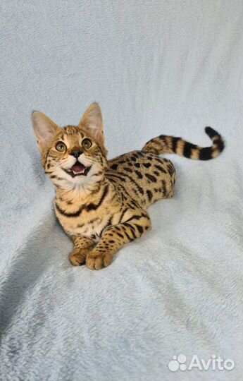 Котята саванна