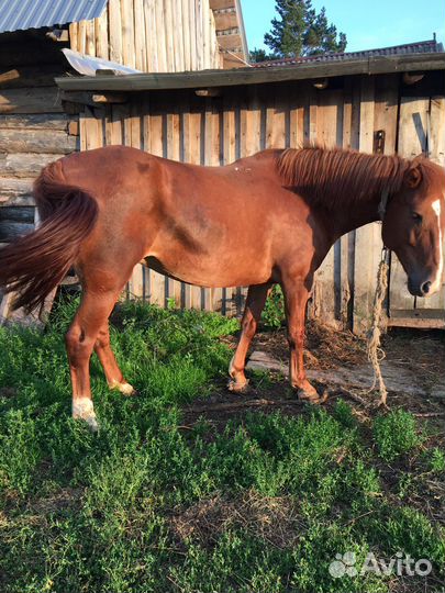 Продам лошадь
