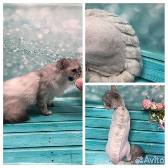 Стрижка собак и кошек