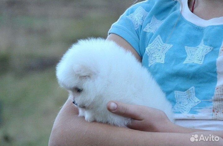 Малыши шпицы