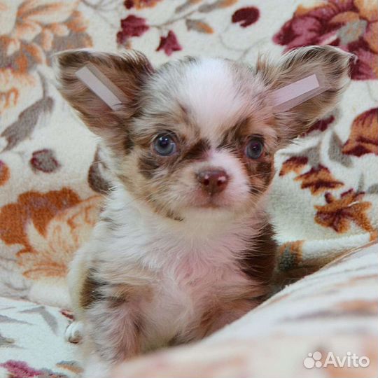 Щенки чихуахуа