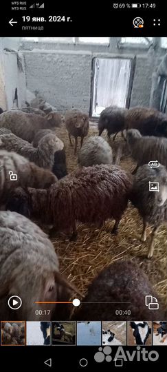 Продам овец