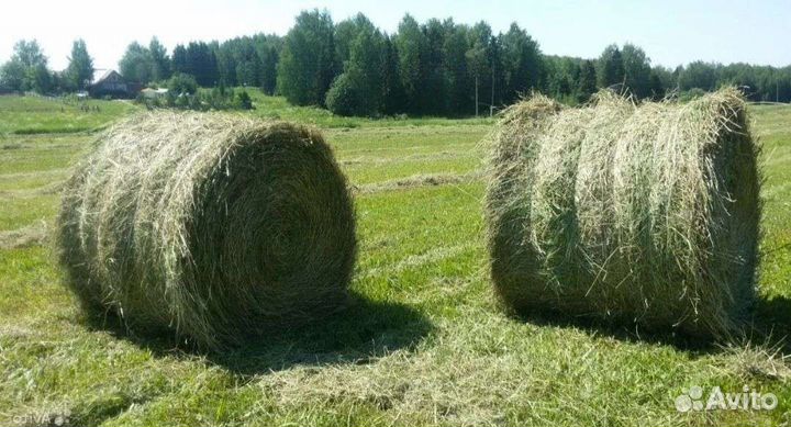 Сено