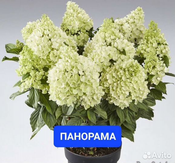 Гортензии новинки серия пан