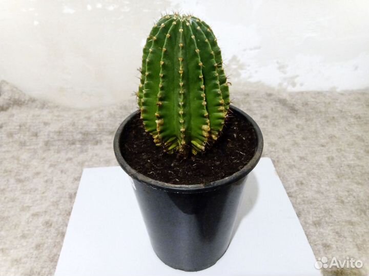 Кактус большой