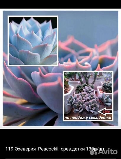 Суккуленты разные почтой