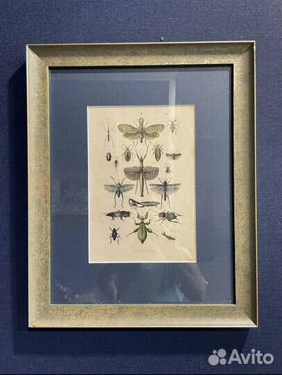 Антиквариат гравюры ботаника