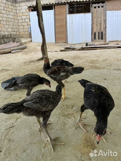 Бойцовые куры