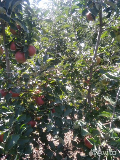 Яблоки джонапринц 100тонн