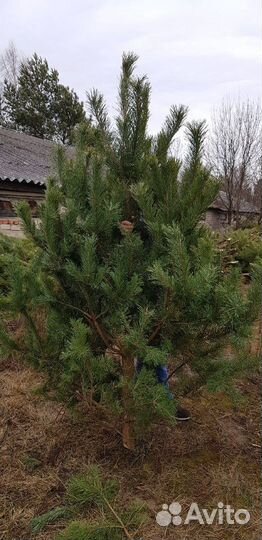 Сосна новогодняя оптом