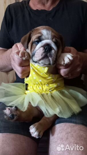 Английский бульдог