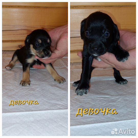 Щенки бесплатно в добрые руки