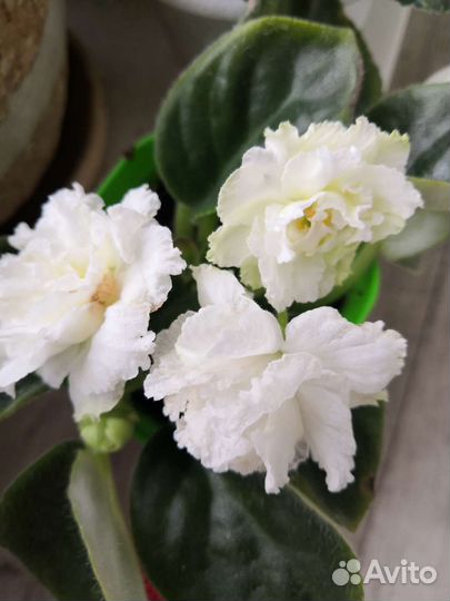 Фиалка сортовая взрослая