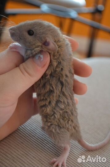 Крысята, Дамбо, из питомника sweet rat