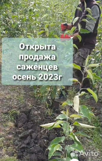 Яблоня. Саженцы