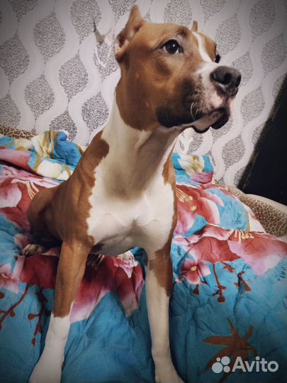 Стаффордширский терьер в добрые руки