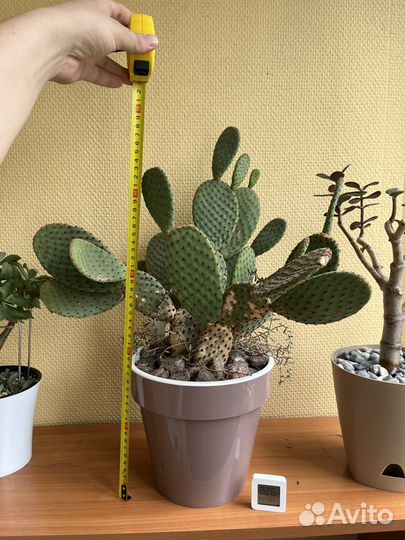 Кактус Опунция